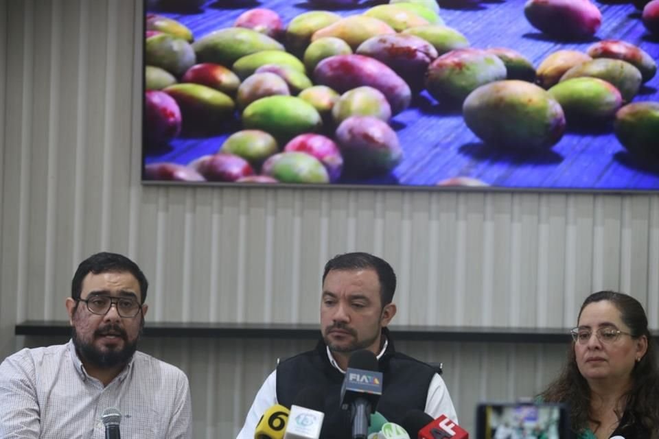 El cambio climático ha mermado en, al menos, 25 por ciento de la producción de mango mexicano con calidad de exportación.