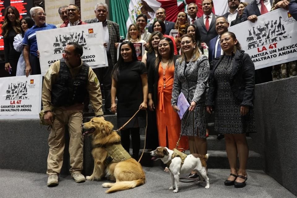 La Cámara de Diputados avaló en lo general una reforma que garantiza el trato adecuado, la conservación y el cuidado de los animales.