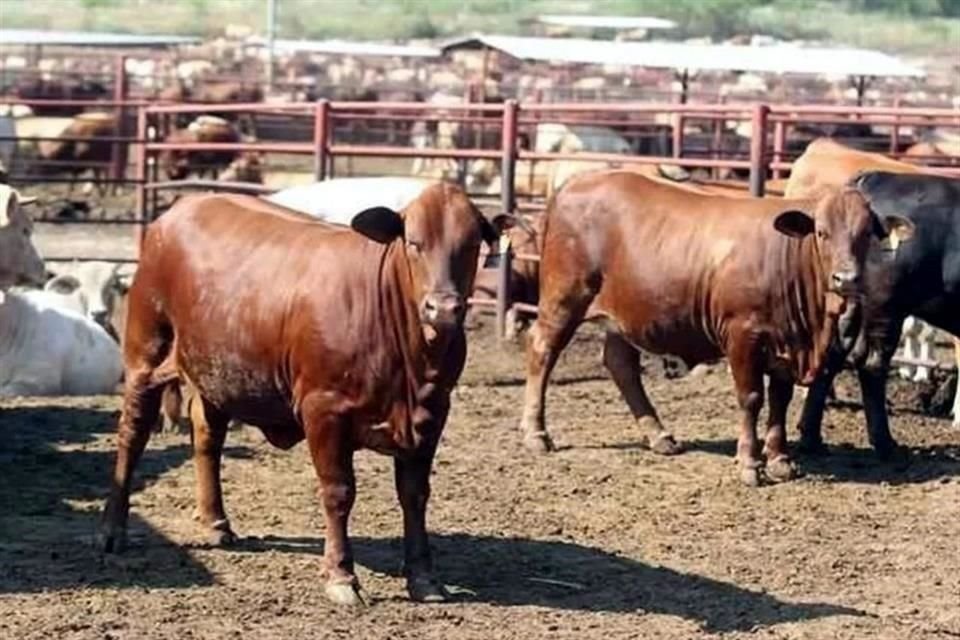 Los ganaderos de los estados exportadores no somos moneda de cambio de toda la corrupción, la inacción y negligencia de lo que está sucediendo en el sur del País, señalaron.