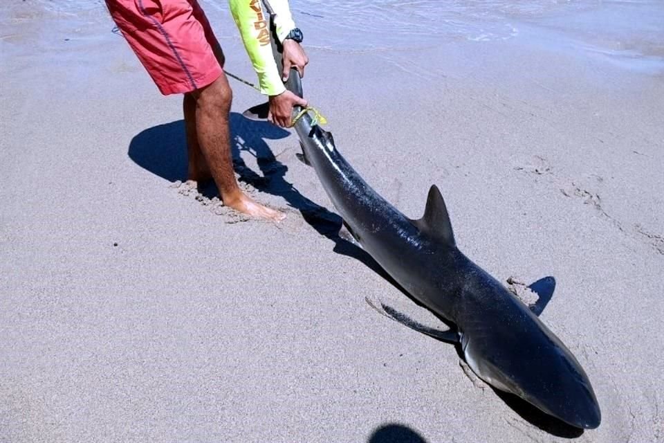 El tiburón fue devuelto al mar por elementos de Protección Civil.