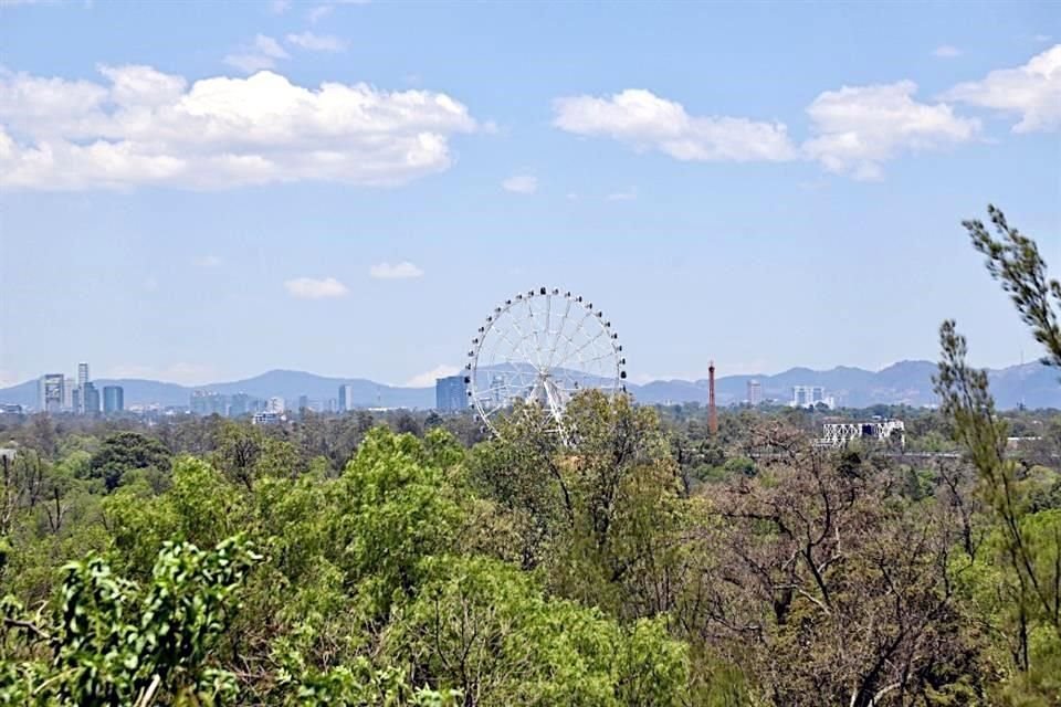 El Bosque de Chapultepec alberga una gran cantidad de árboles emisores de polen, entre ellos el fresno.