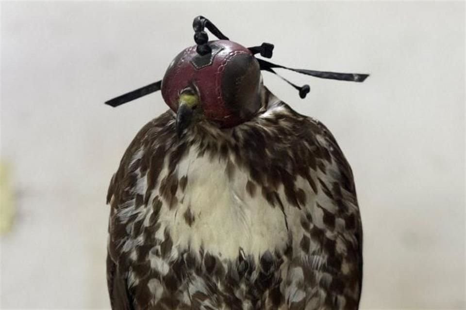 La Unidad de Acopio y Salud Animal de Tlajomulco (Unasam) liberó a una aguililla de la especie cola roja, la cual fue encontrada herida en Tlaquepaque.