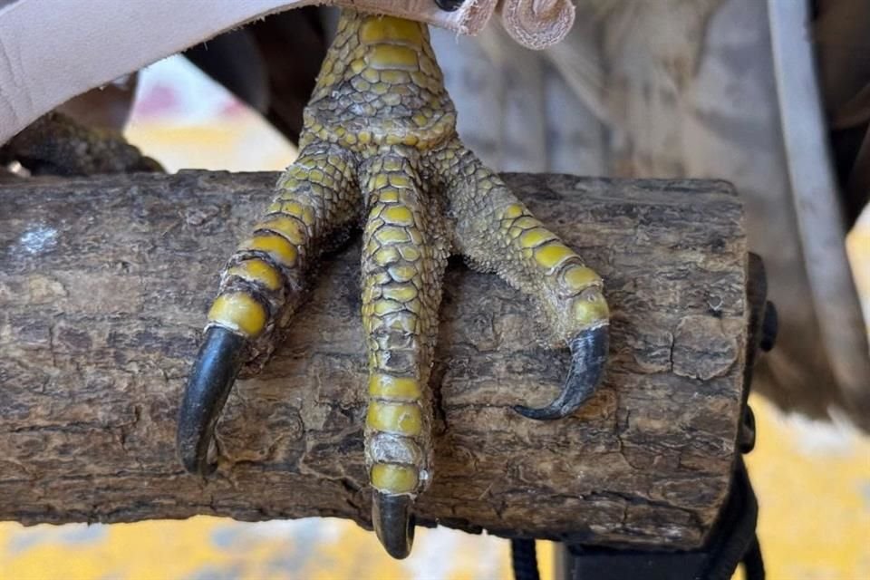 La Unidad de Acopio y Salud Animal de Tlajomulco (Unasam) liberó a una aguililla de la especie cola roja, la cual fue encontrada herida en Tlaquepaque.