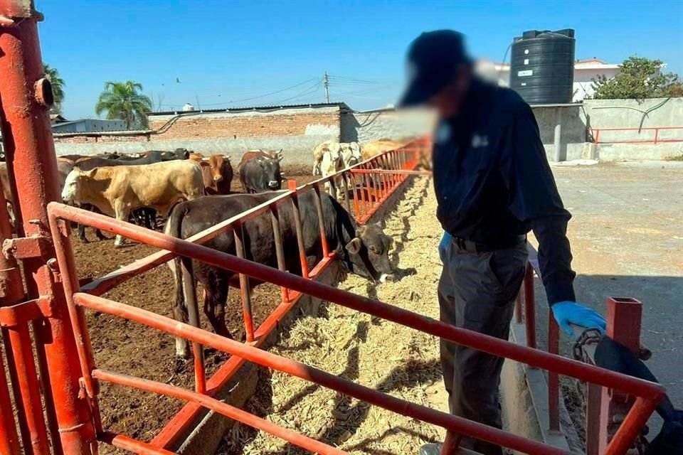 Sheinbaum calificó como exgaerada la decisión de EU de cerrar la frontera a ganado mexicano por un solo nuevo caso de gusano barrenador.