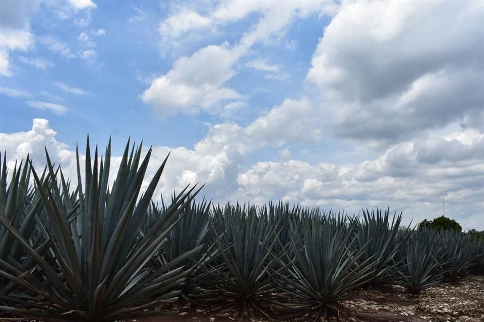 El territorio de la Denominación de Origen Tequila abarca 181 municipios de cinco Estados: los 125 de Jalisco, 30 de Michoacán, 11 de Tamaulipas, 8 de Nayarit y 7 de Guanajuato.