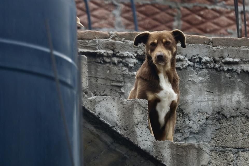 Argumentando que la vigente Ley de Protección y Cuidado de los Animales es obsoleta, la diputada emecista Alejandra Giadans Valenzuela anunció que impulsará una nueva legislación en esa materia.