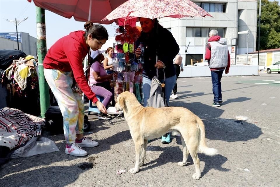 Vanesa Vera, quien lleva comida a los peregrinos, también aprovecha para hidratar perritos.