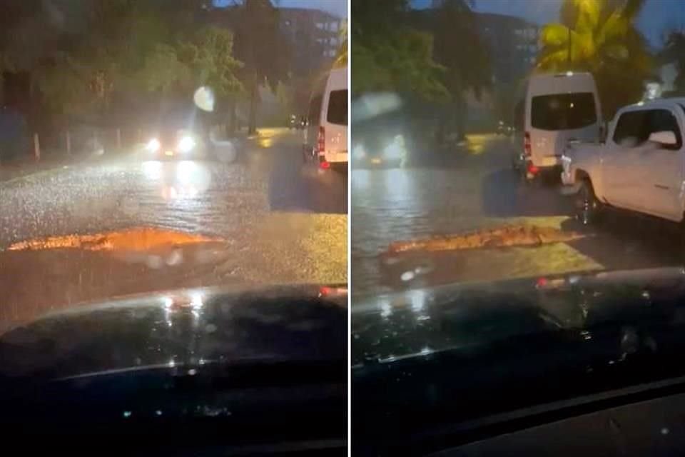 Un cocodrilo aprovechó la creciente en el agua y las calles inundadas de Puerto Vallarta para 'salir a pasear'.
