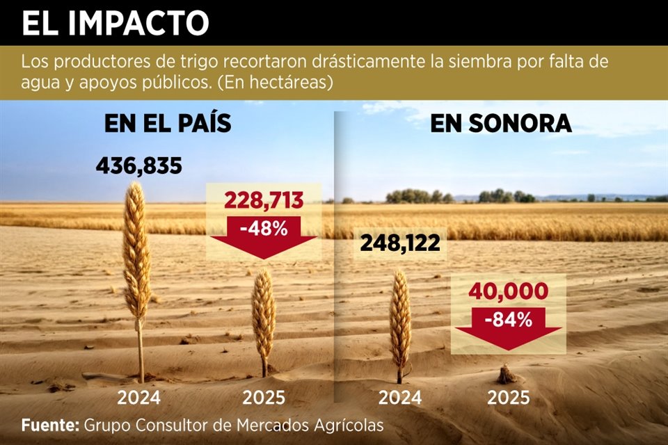 Por falta de agua y apoyos, siembra nacional de trigo caería 48%, de 436 mil 835 hectáreas a 228 mil 713, en este último trimestre del año.