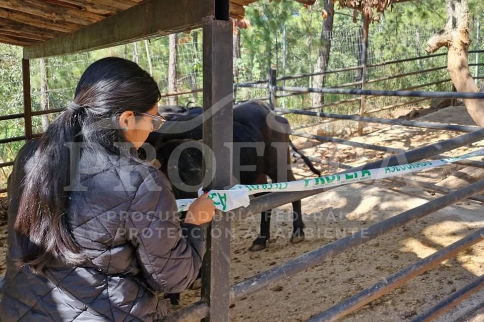 El PIMVS Camino Real del Tigre es un establecimiento abierto al público que exhibe una variedad de especies de vida silvestre.