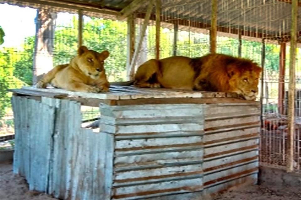 La Secretaría de la Defensa Nacional localizó dos fincas adaptadas para animales, donde se observaban desde el exterior ejemplares de fauna silvestre.