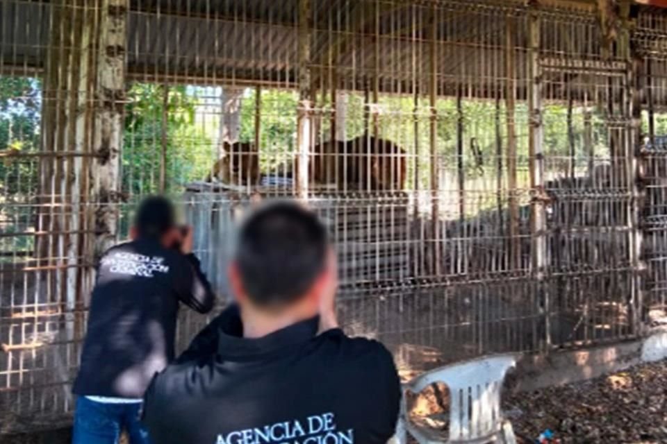 La Secretaría de la Defensa Nacional localizó dos fincas adaptadas para animales, donde se observaban desde el exterior ejemplares de fauna silvestre.