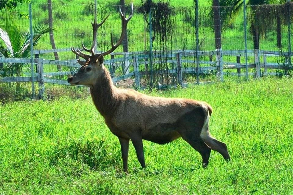 La Secretaría de la Defensa Nacional localizó dos fincas adaptadas para animales, donde se observaban desde el exterior ejemplares de fauna silvestre.