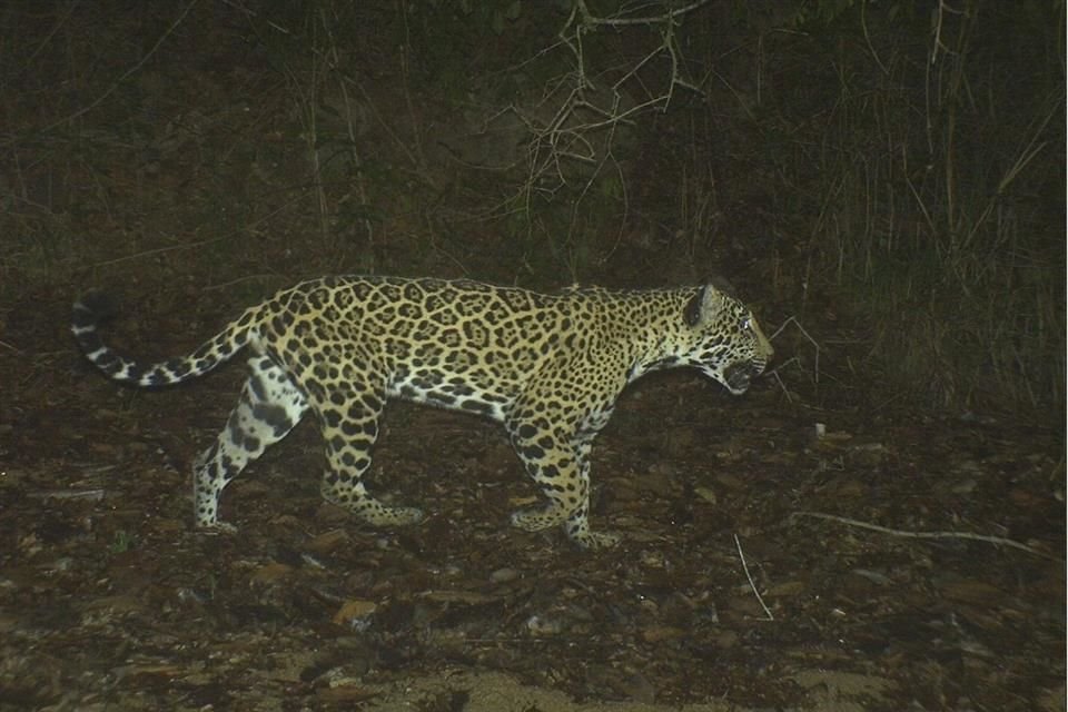 El trazo de la Vía Corta a Vallarta atraviesa zonas de tránsito del jaguar.