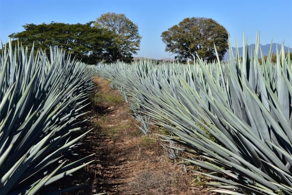 El problema de producción excesiva de agave tequilana Weber variedad azul, no es sólo responsabilidad de la industria tequilera, señala CRT.