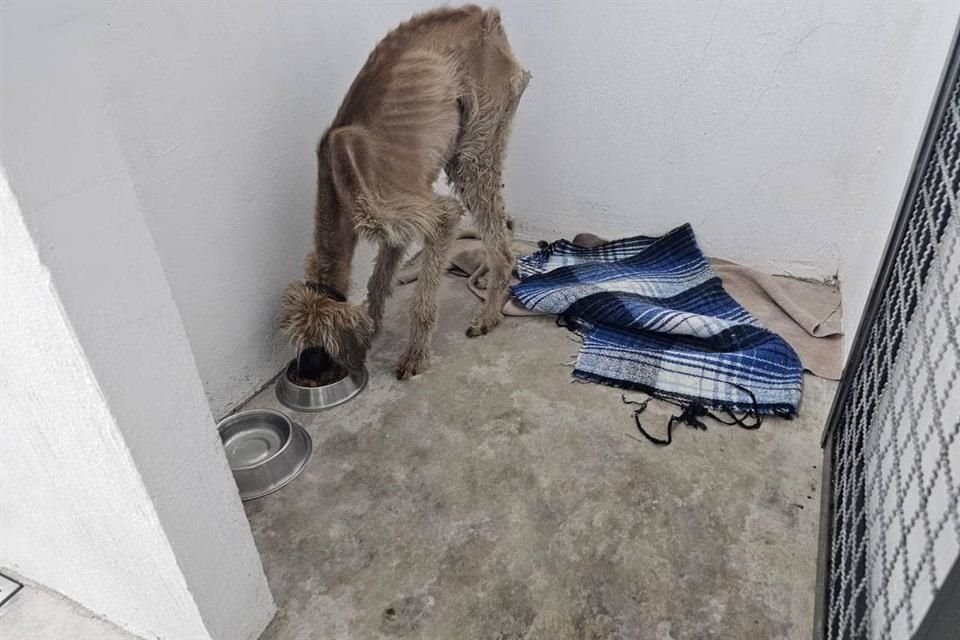 Dos perros rescatados en la Colonia Providencia, continuarán hospitalizados con atención especializada, debido a su desnutrición.