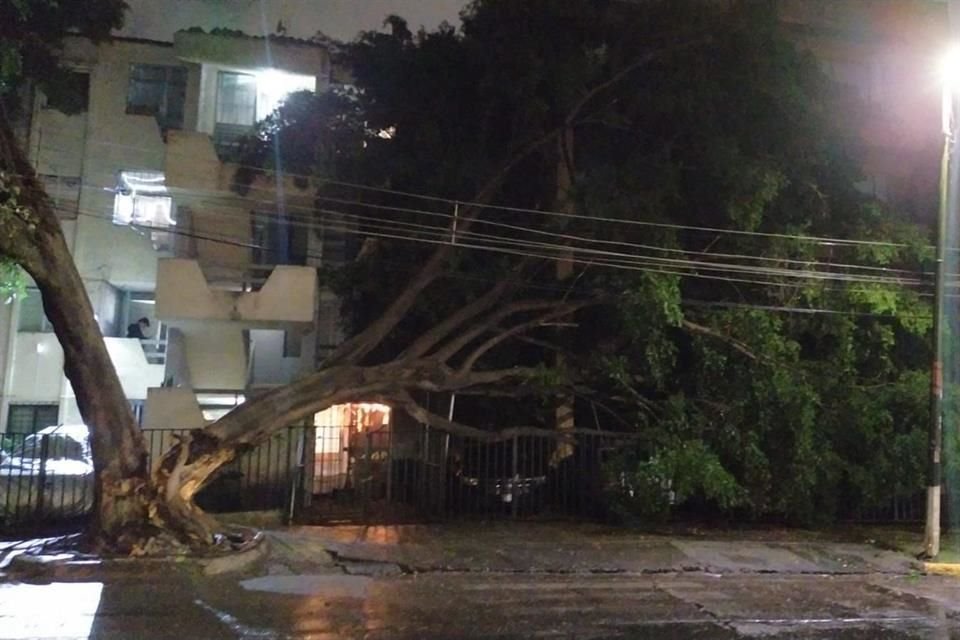 Tras la lluvia, se reportó un árbol caído en el cruce de Tormenta y Mariano Otero, Colonia Jardines del Bosque.