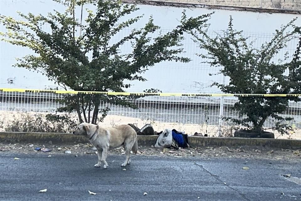 El perrito daba vueltas confundido para luego volver a echarse a su lado; a ratos lamía su cara, intentando reanimarlo.