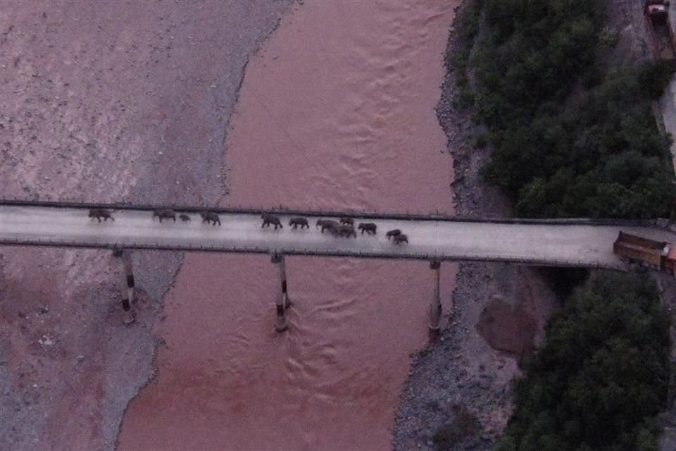 La manada de elefantes que recorrió más de 500 kilómetros en China regresó a su hogar, pero a una zona más apropiada, según expertos.