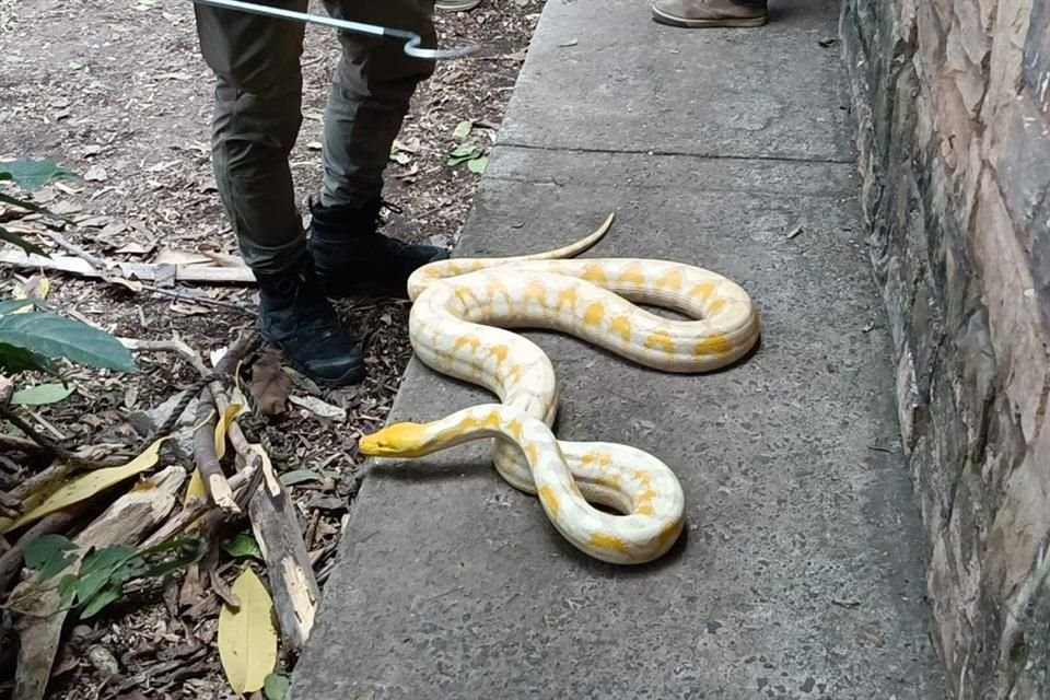 Un pitón albino fue asegurado en calles de la Colonia Providencia, en Guadalajara.