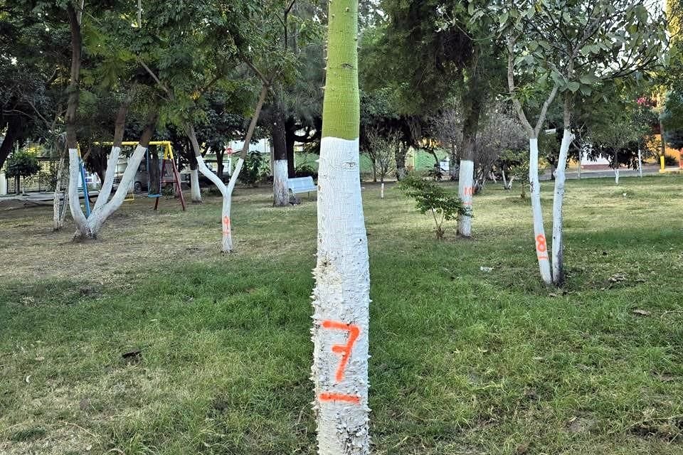 Los árboles que talarán en el parque de la Colonia Villa del Ixtépete están enfermos o con plaga, asegura el Gobierno de Zapopan.