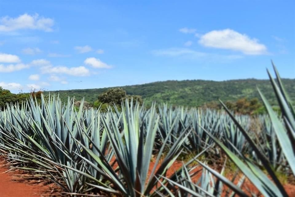 La Certificación Agave Responsable Social también busca promover prácticas sostenibles.