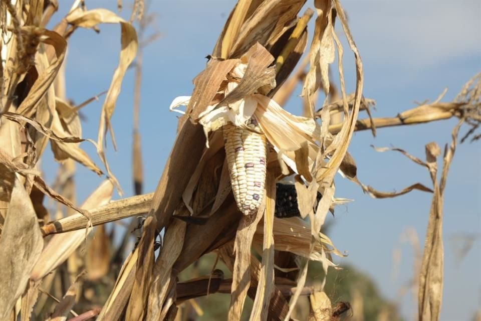 En el primer semestre de este año, la importación de maíz blanco, originario de EU, creció 253% respecto a 2024, debido a sequías en México.