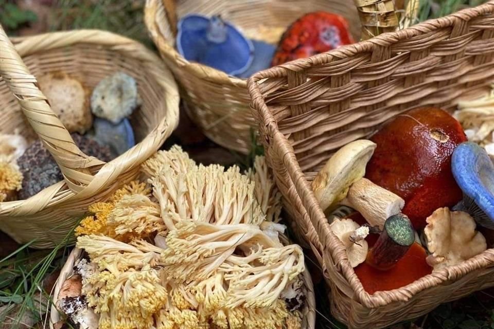 Un nuevo interés por el mundo fungi abre nuevas preguntas para la gastronomía, la ciencia y la apertura mental.