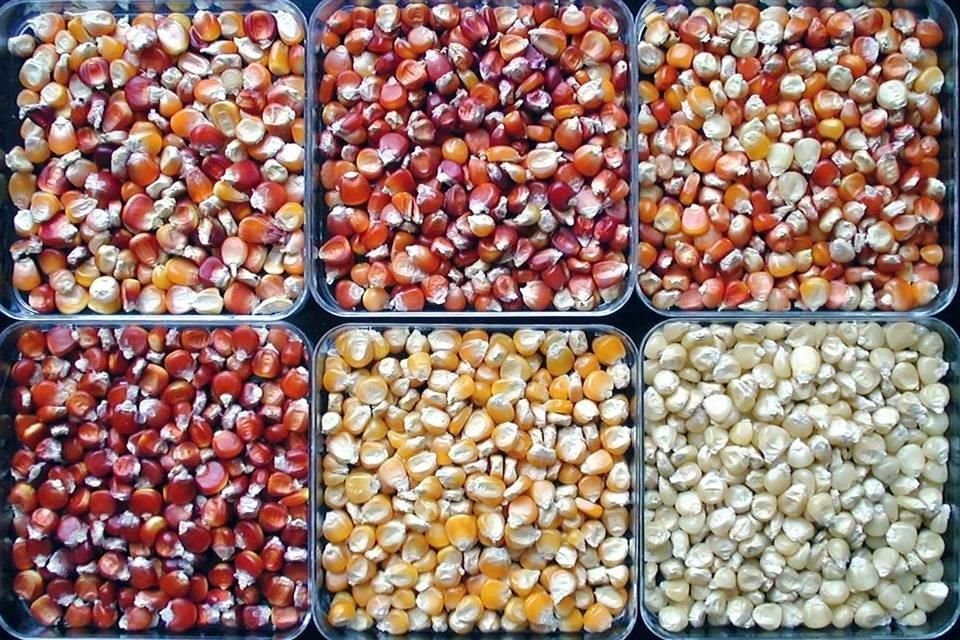 Las variedades de maíz nutracéutico presentan un incremento en ácidos grasos al 10 por ciento, lo cual mejora el aporte energético; además de una mayor cantidad de compuestos antioxidantes.