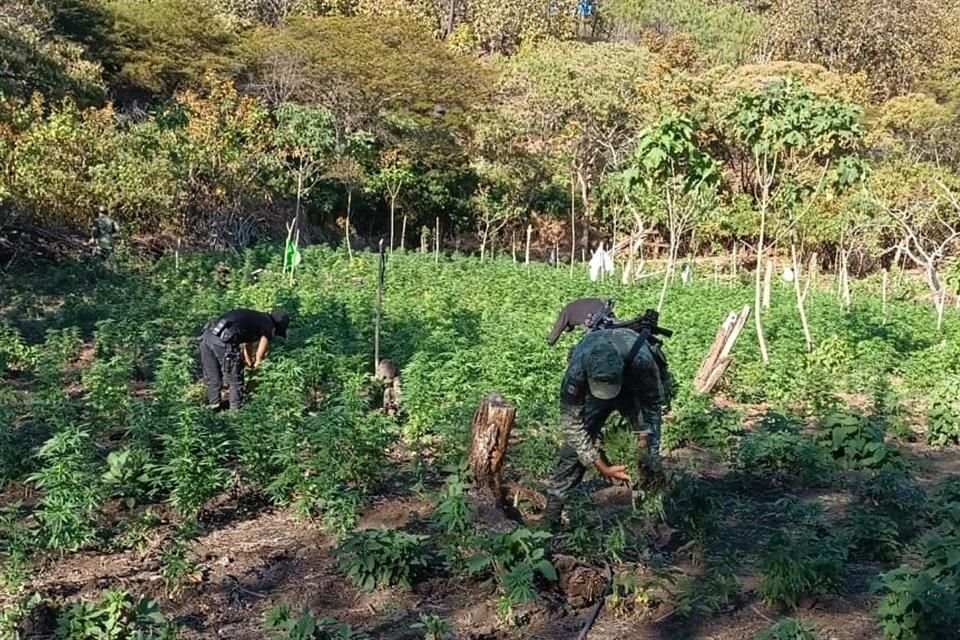 En un domicilio en Puerto Vallarta, autoriades hallaron 292 plantas de mariguana, tres bolsas con esa droga, 30 lámparas y un calentador.