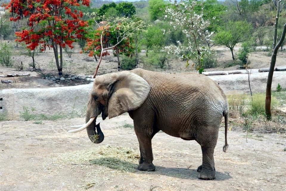Elefanta 'Ely' vive en zoológico de San Juan de Aragón, en la CDMX, tras ser rescatada de un circo en 2012, sin embargo,  en la actualidad, sufre de abandono y estrés.