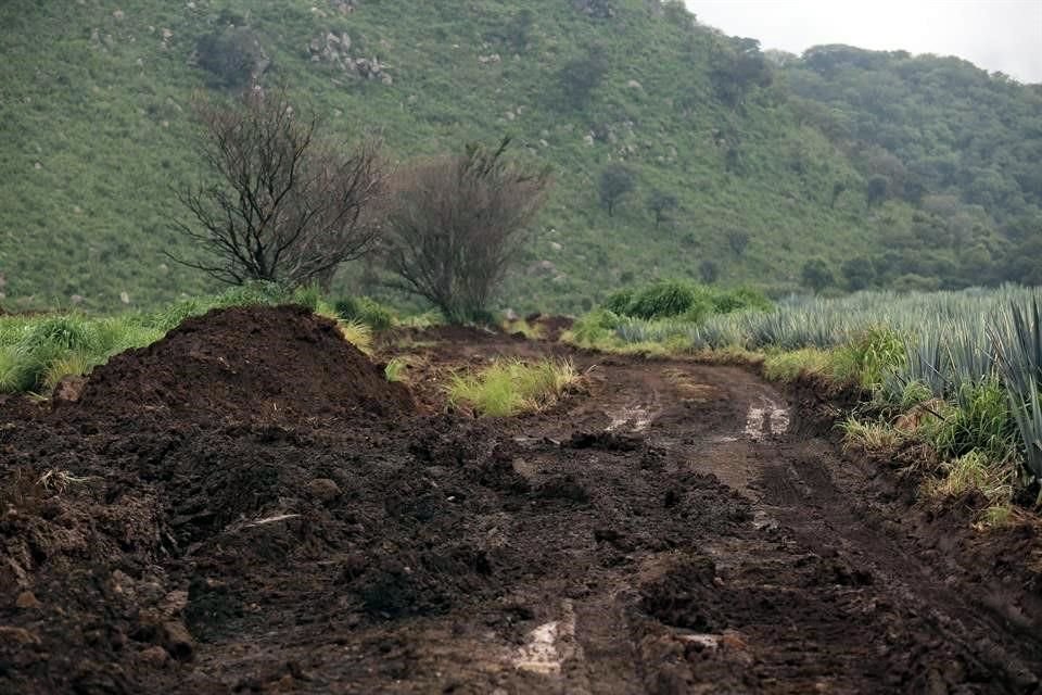 MURAL publicó ayer que en una visita al lugar -ubicado a 74 kilómetros de Laureles- se constató la presencia de maquinaria pesada realizando excavaciones en medio de cultivos de agave.