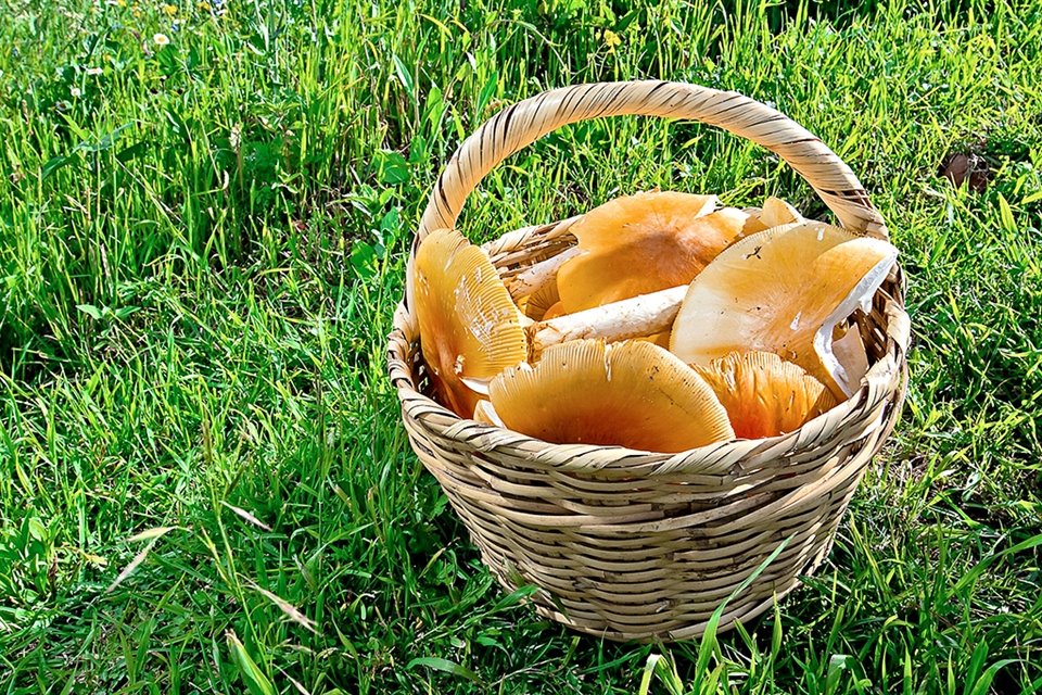 Del 19 al 22 de agosto hay actividades dedicadas al reino fungi. La mayoría se puede disfrutar desde casa y estas son las imperdibles.