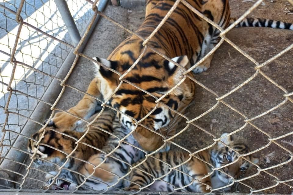 En abril de 2023, elementos de Sedena localizaron un zoológico clandestino en San José de las Moras, durante un recorrido por la zona de La Barca.