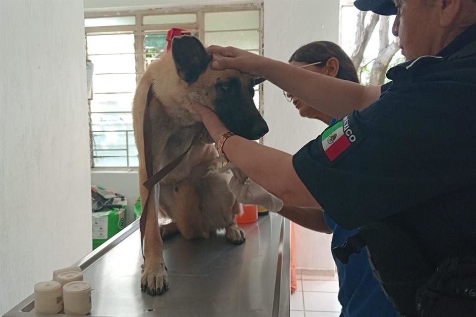 En septiembre de 2024 una mujer fue detenida en Tlaquepaque por llevar a un can arrastrando de su auto. 'Capitán' es ahora un perro policía.