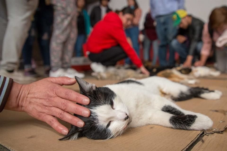 El Colegio de Veterinarios y el Ayuntamiento de Guadalajara realizan una campaña de esterilización gratuita de perros y gatos.