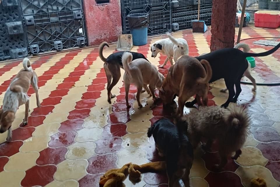 El albergue para perros se encuentra en Jardines Alcalde, Guadalajara.