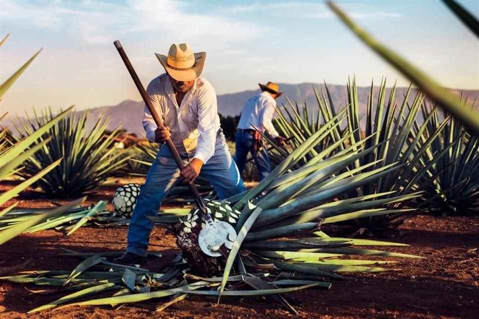 El Consejo Regulador del Tequila advirtió posible inconstitucionalidad.