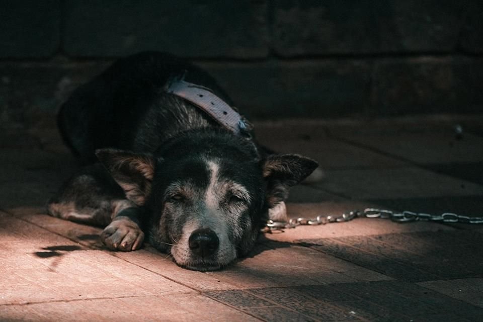 'Adriana' quiso denunciar el maltrato en un Centro de Control Animal, pero se volvió víctima de hostigamiento y amenazas de los encargados.