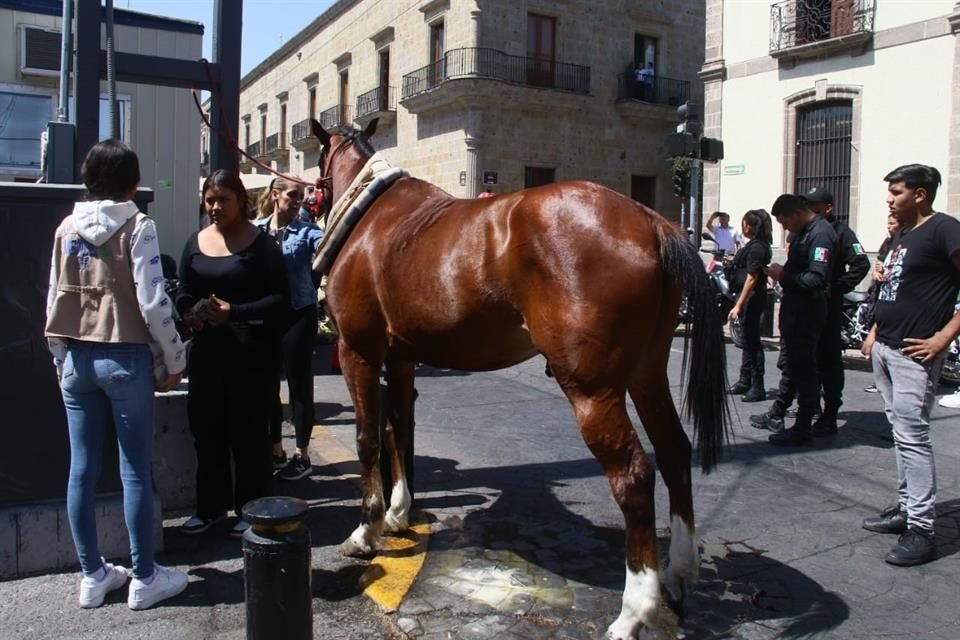 Guadalajara Tarihi Merkezi'nde bir kalandriya, yolcuları indirdikten sonra onu çeken atın kaçması sonucu kaza yaptı.