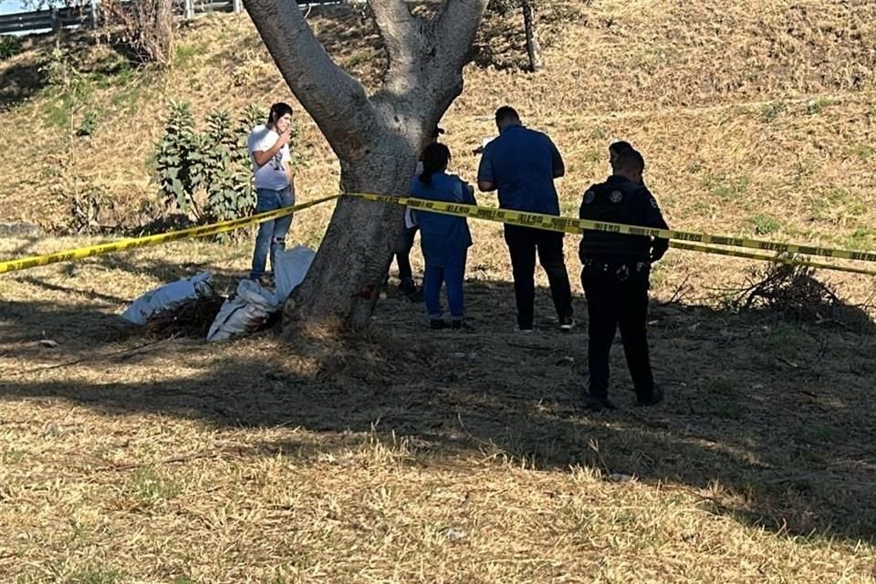 Una caída accidental le provocó la muerte a un hombre que se encontraba bajando guamúchiles de un árbol, en la Colonia Arcos de Zapopan.