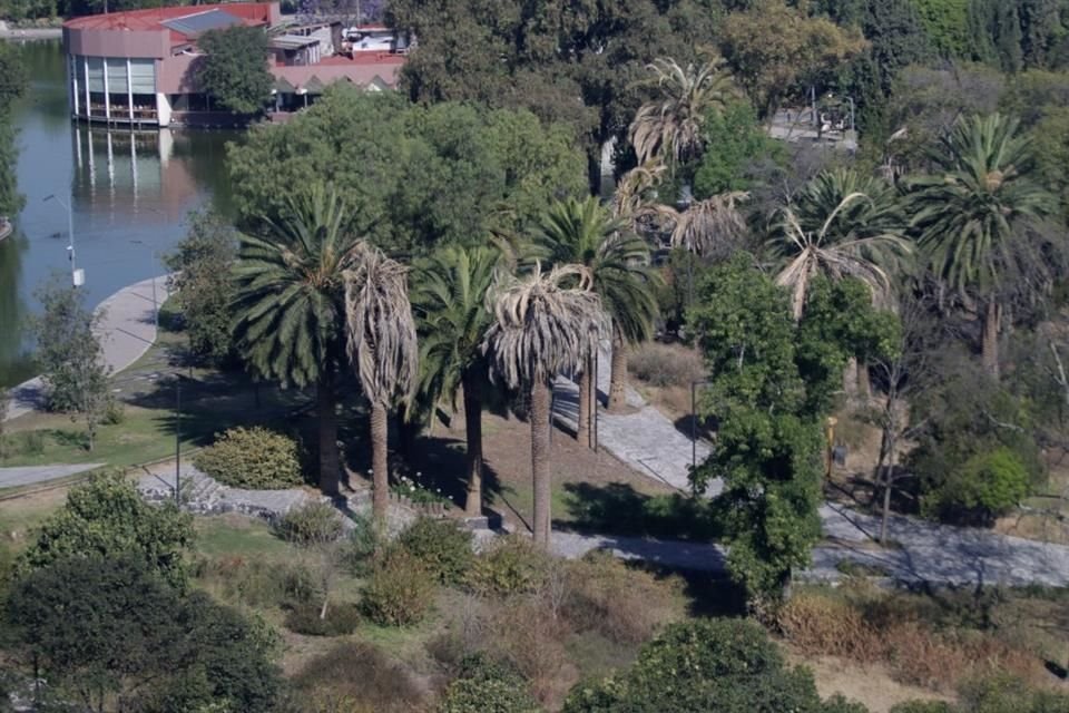 Arbolado no nativo del Bosque de Chapultepec es el más afectado por calentamiento y sequía, provocando su declinación, según especialistas.