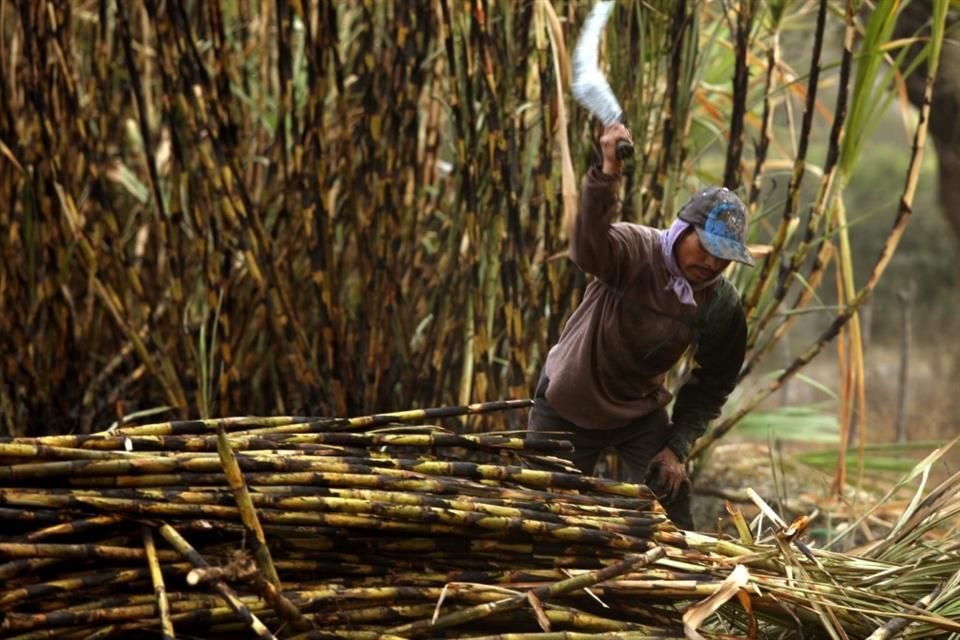 La Sader anunció un plan de reconversión de cultivos en Jalisco, enfocándose en el cambio de agave a caña de azúcar, como opción más viable.