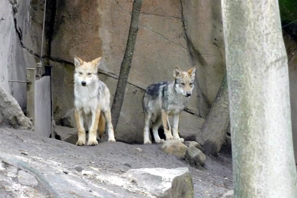 Mixtzin, Suré, Okami, Doni y Yolotli son los nombres que tuvieron más votos para los 5 lobeznos mexicanos del Zoológico de Chapultepec que nacieron en abril.