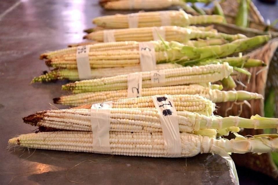La mazorca ganadora del 'Concurso del Elote Más Grande del Mundo', en su más reciente edición, midió 43 centímetros de largo.