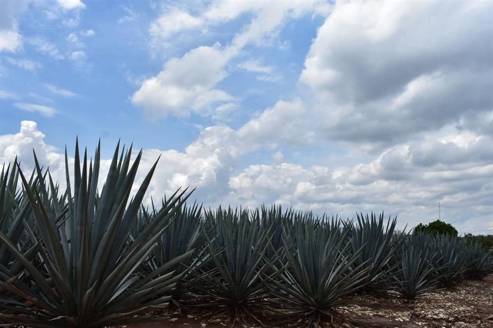 Para dar prioridad a ciclos anteriores, la Cámara Nacional de la Industria Tequilera anunció que no se expedirán pasaportes de traslado para agave sembrado a partir del año 2020.