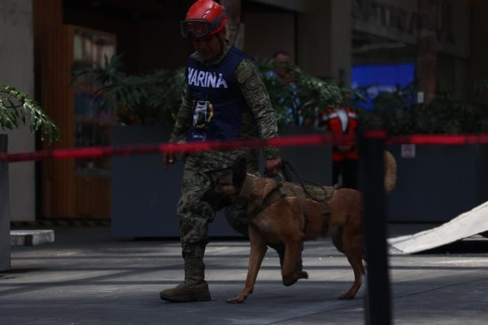 Binomios caninos participan en el Simulacro Nacional 2025.