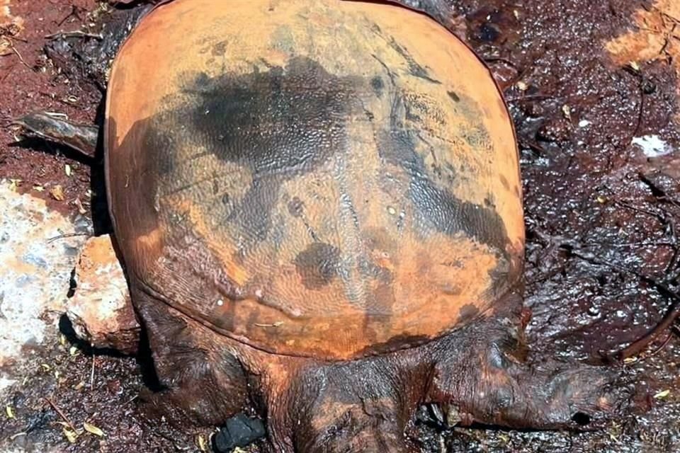 Glen Villarreal, director de Parques y Vida Silvestre, afirma que se localizaron tortugas muertas por el ácido derramado por Ternium.
