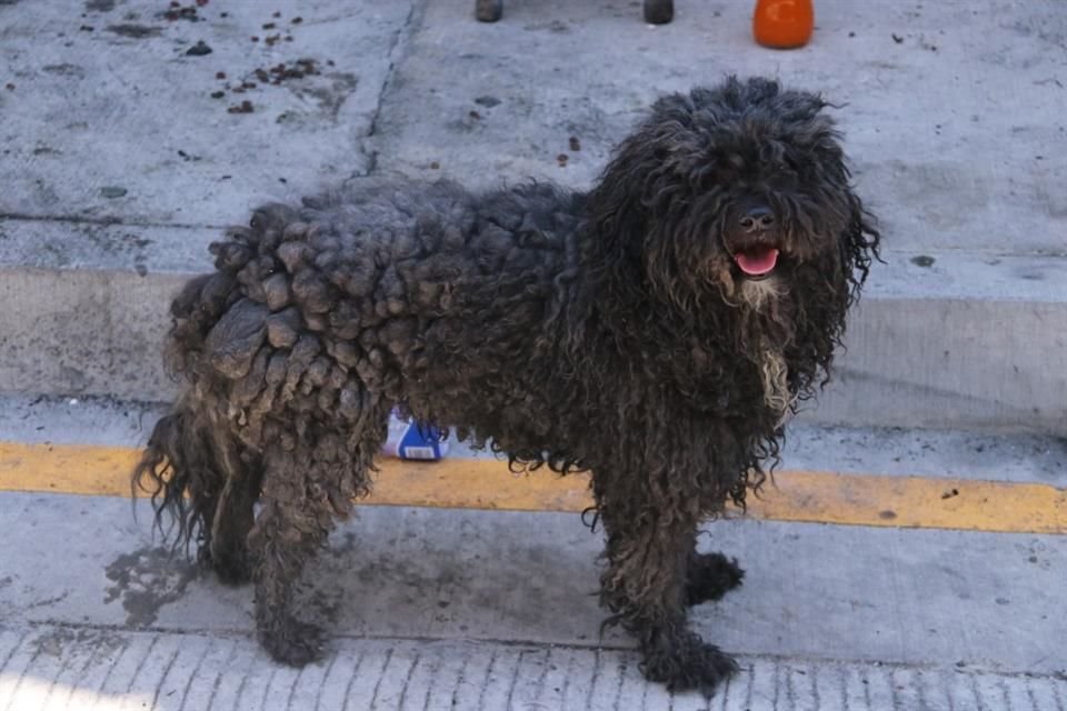 The fire also affected stray dogs, like this one who, although not burned, was affected by the soot.