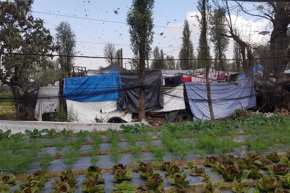 La Alcaldía estimó necesario estimó necesario crear el programa Guardianes del Medio Ambiente para vigilar zonas de interés ambiental y zonas de suelo de conservación.